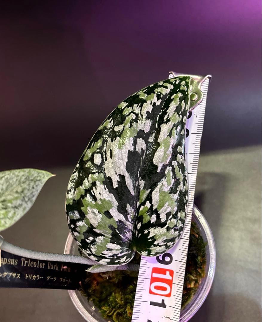 スキンダプサス　綺麗な　セットL2