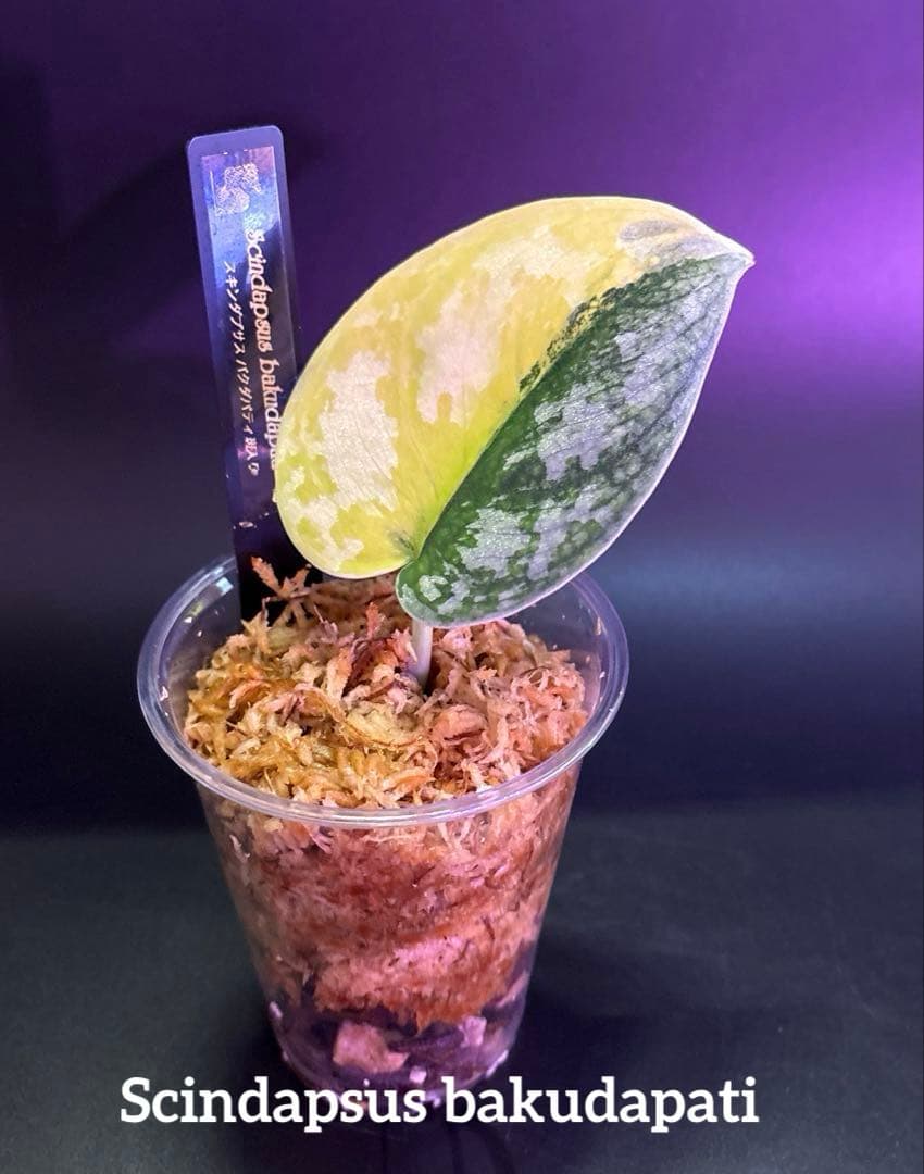 スキンダプサス　綺麗な　セットL2