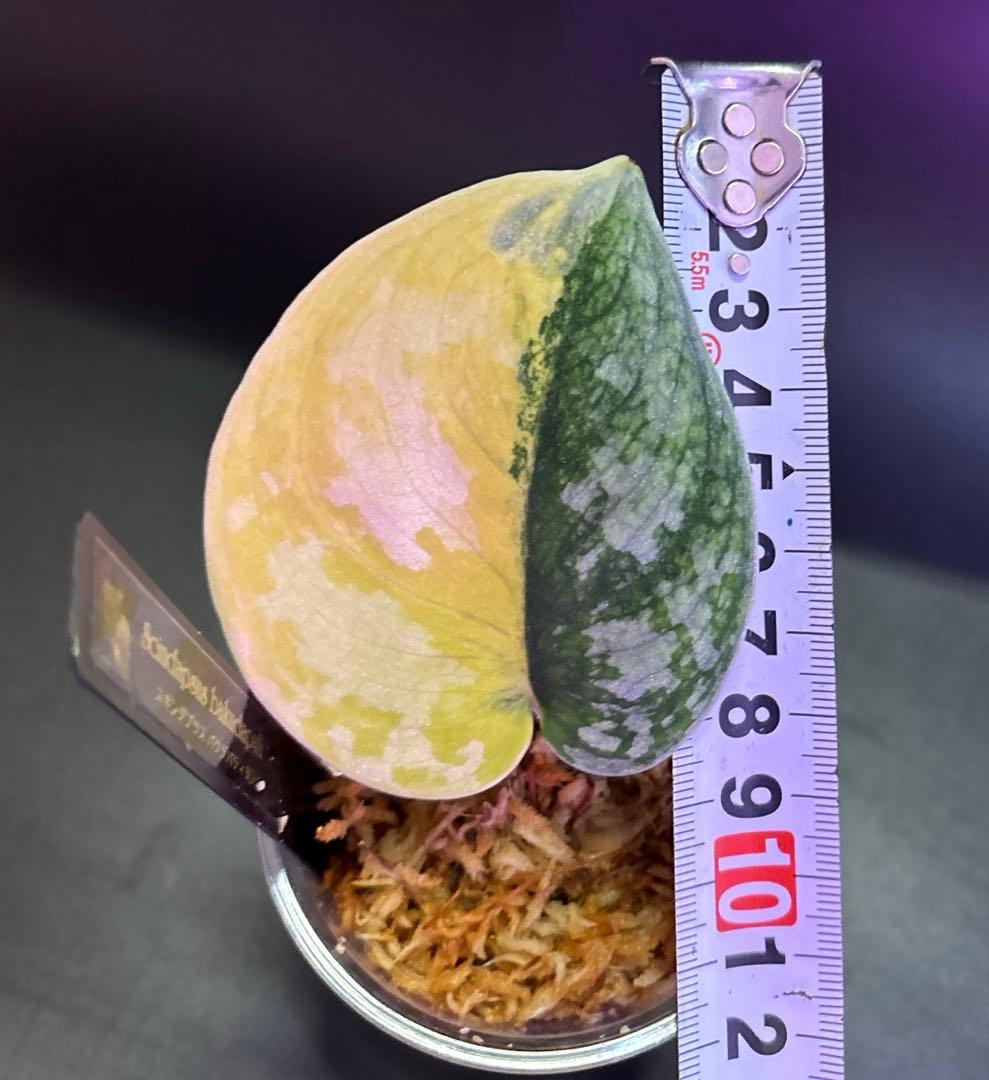 スキンダプサス　綺麗な　セットL2