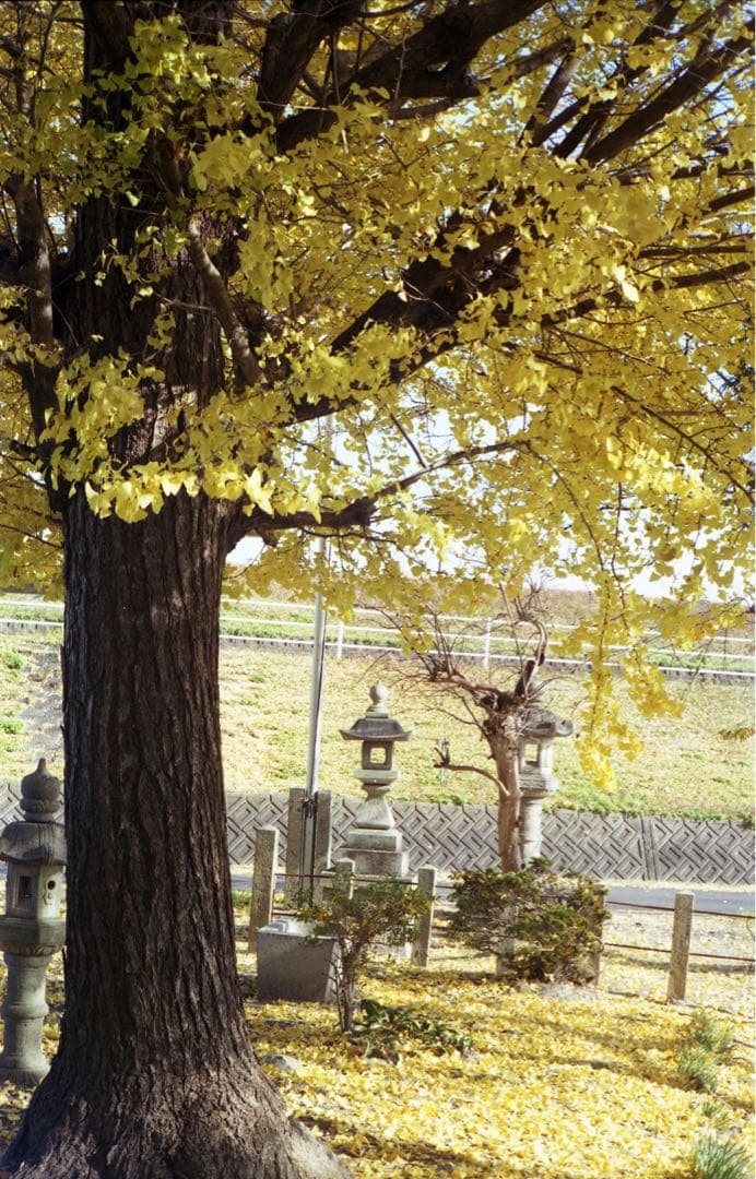 canon MODEL 7 完動➕50mm f1.8　レンズOK