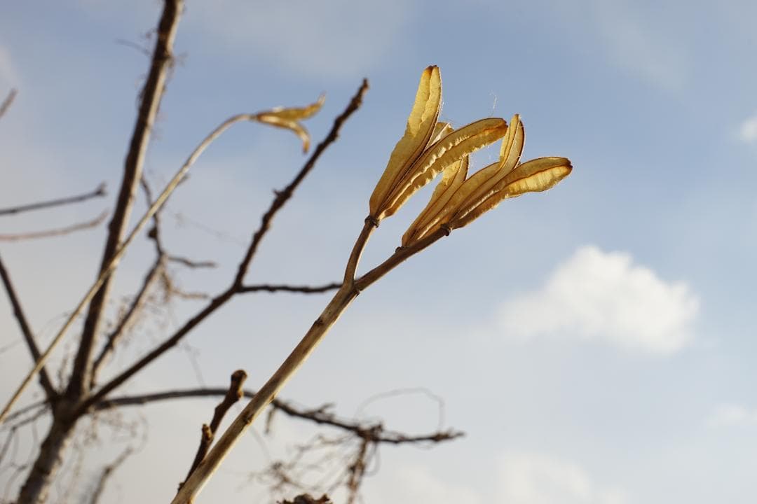 Nikon FE / Ai改 Nikkor 50mm f1.4