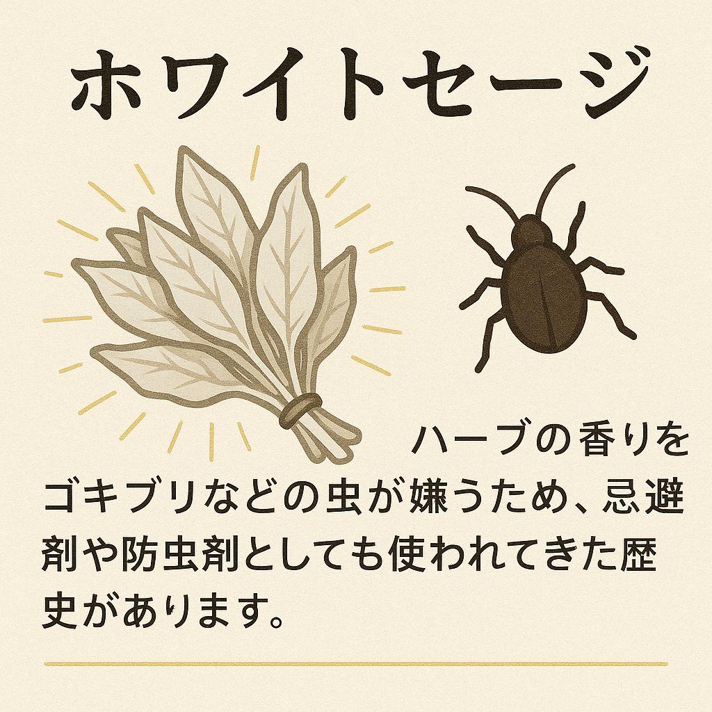 激安価格☆無農薬アウトレットホワイトセージリーフ1KG箱入りお香浄化業務用価額