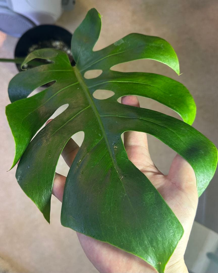 モンステラスケルトン　ボトムカット