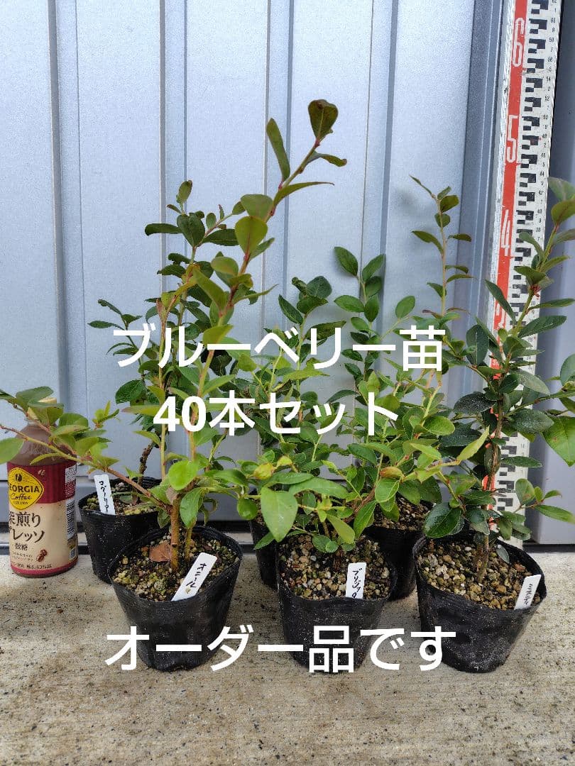 ブルーベリー苗3.5号ポット40本セット②