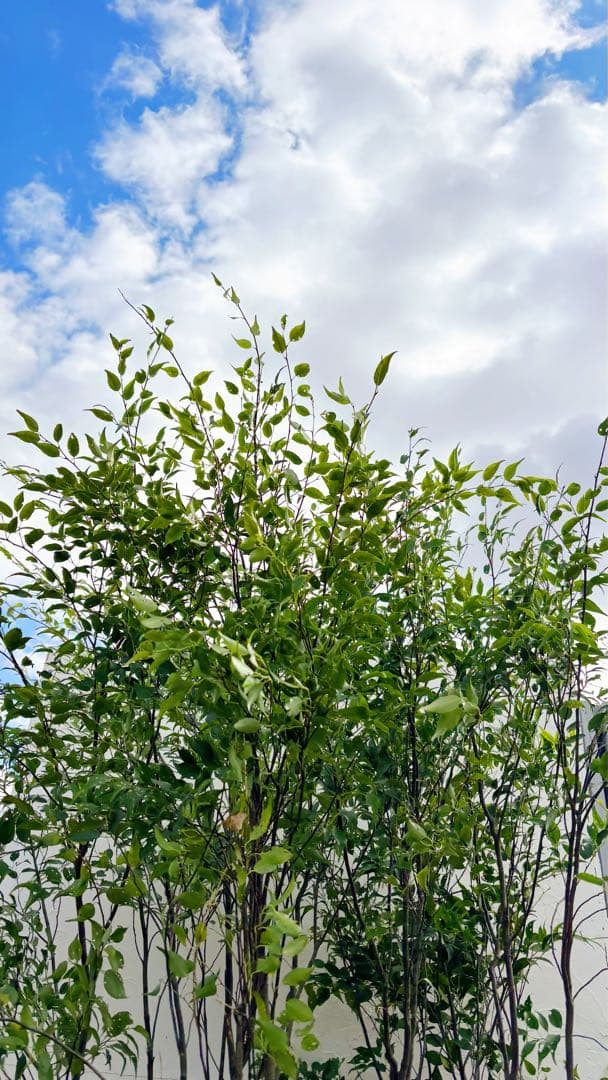 ご確認中 ゼログラ 特大。山採りハイノキ大株立ち3.1M(鉢底から)