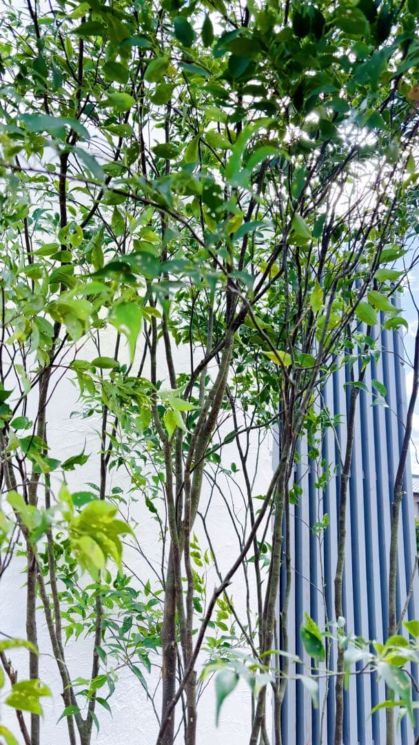 ご確認中 ゼログラ 特大。山採りハイノキ大株立ち3.1M(鉢底から)