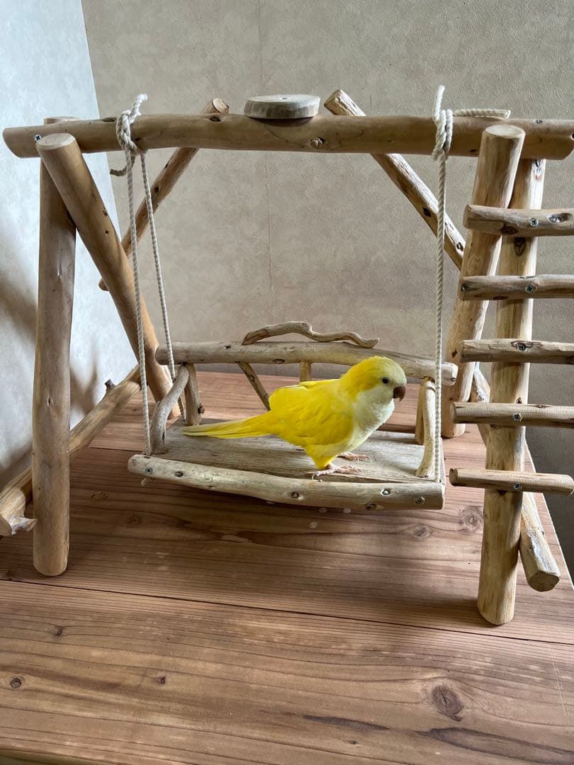 aoi流木のブランコバードアスレチックバードジム