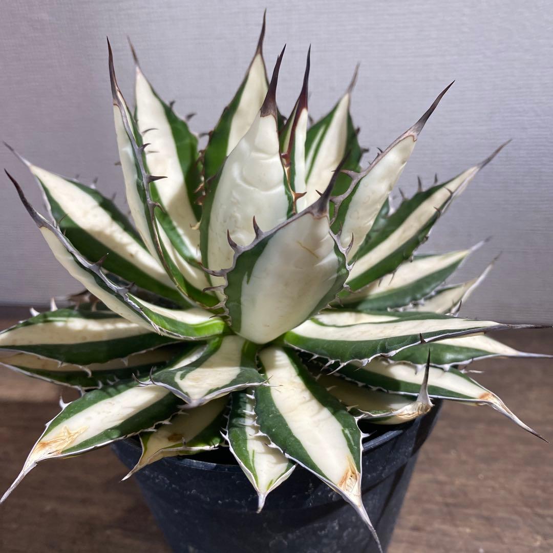 アガベ　ホリダ　白中斑　極上ラスト1