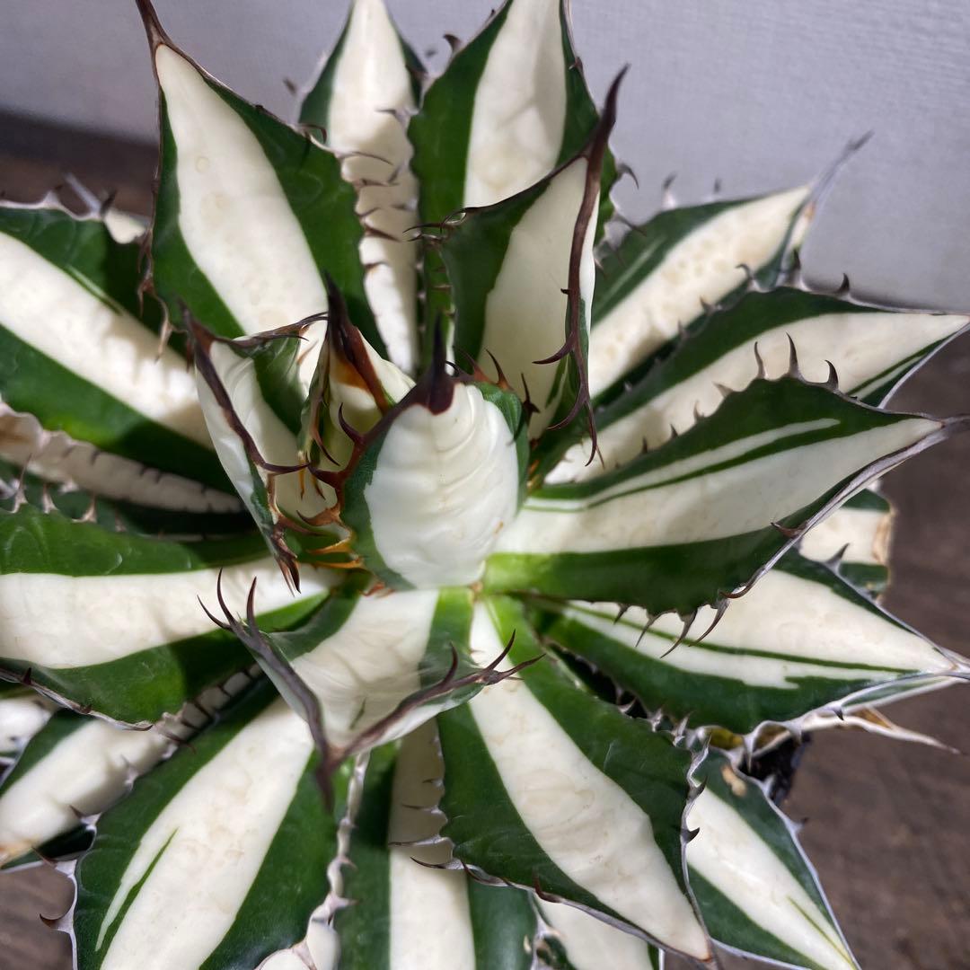 アガベ　ホリダ　白中斑　極上ラスト1