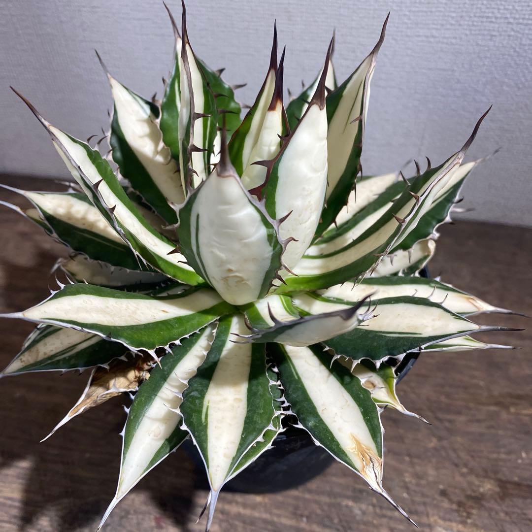 アガベ　ホリダ　白中斑　極上ラスト1