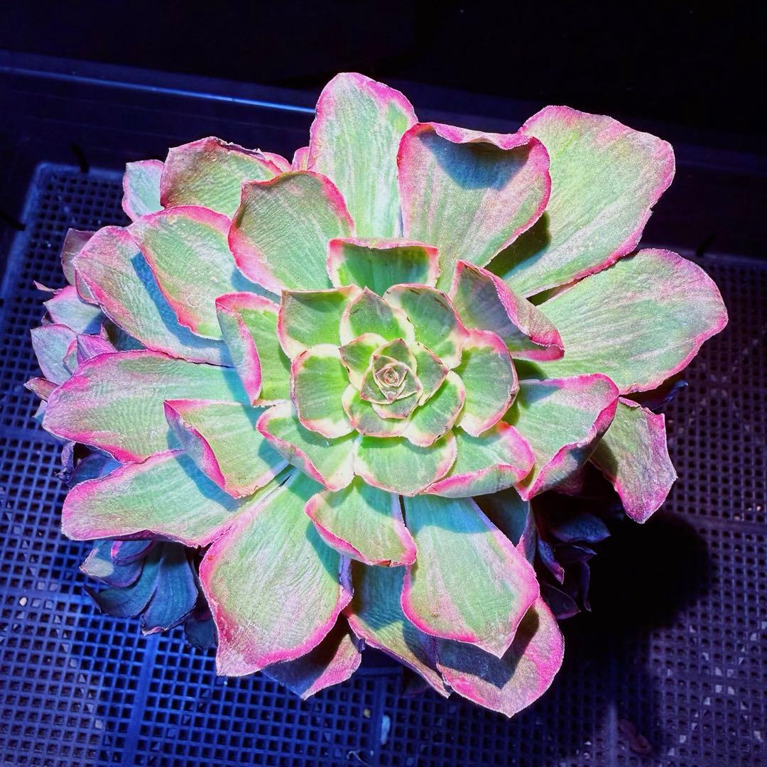 雪様 リクエスト 3点 まとめ商品　速達料金込み