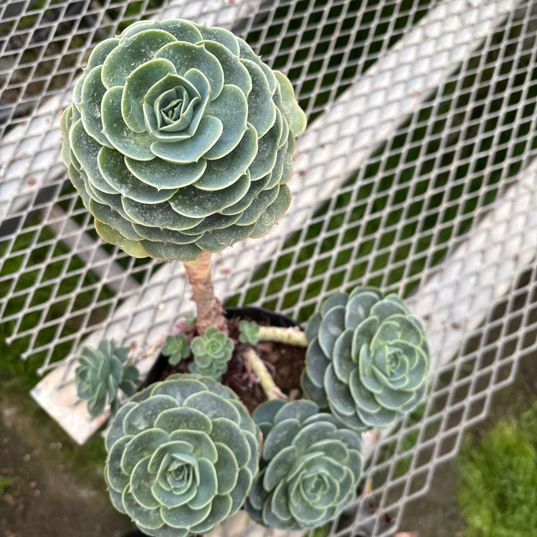 おまとめ2鉢　エケベリア 七福神　特大　多頭株