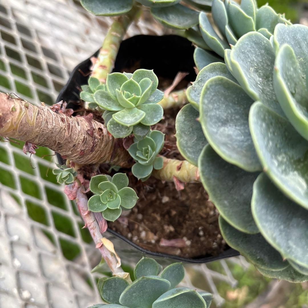 おまとめ2鉢　エケベリア 七福神　特大　多頭株