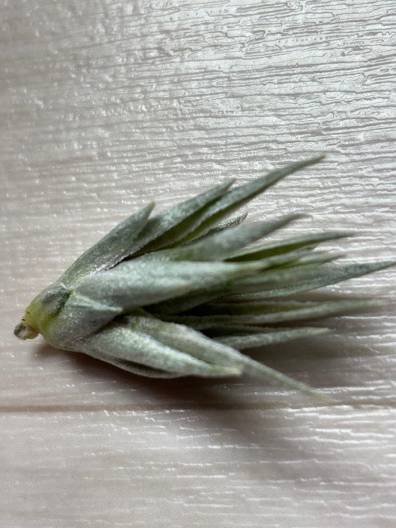 u*a様 Tillandsia.roseiflora