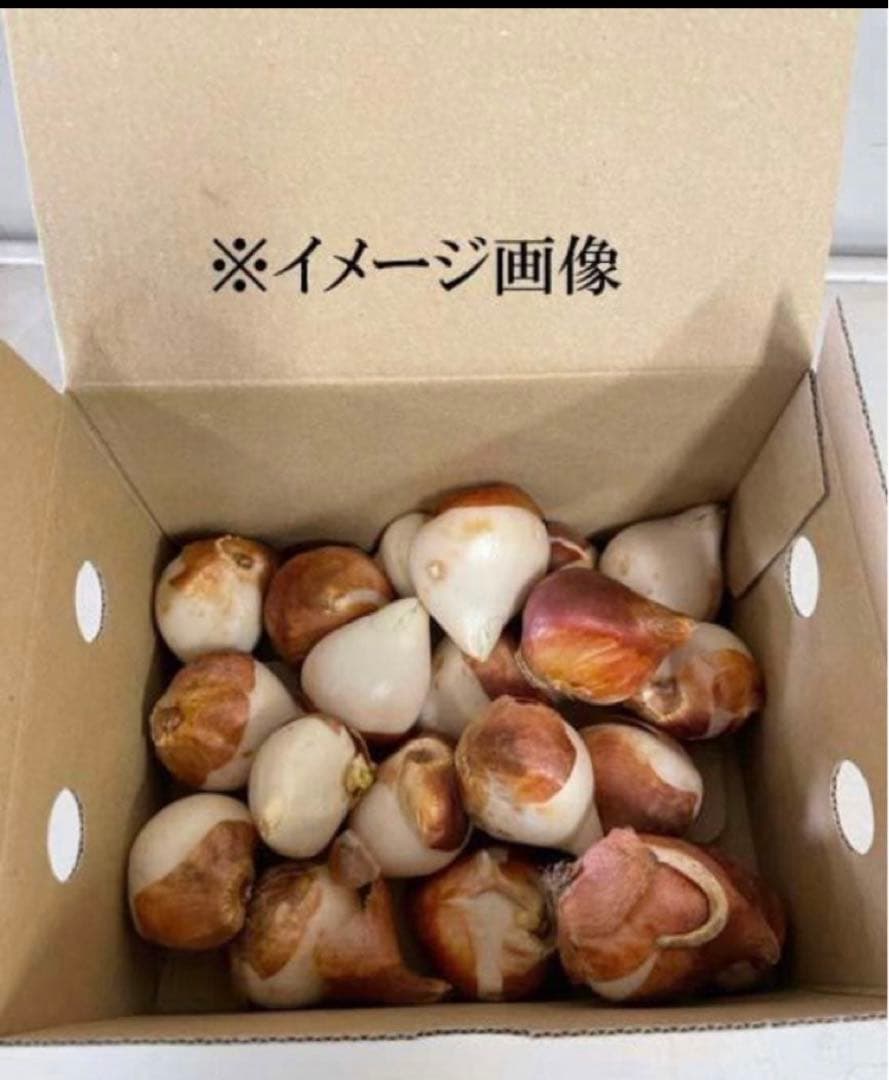 Yosh　チューリップ　おまかせ　500球