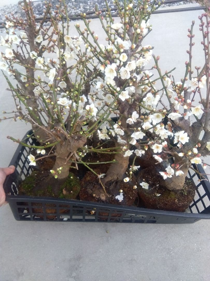 梅　盆栽　6株　新年破格セール❗　②