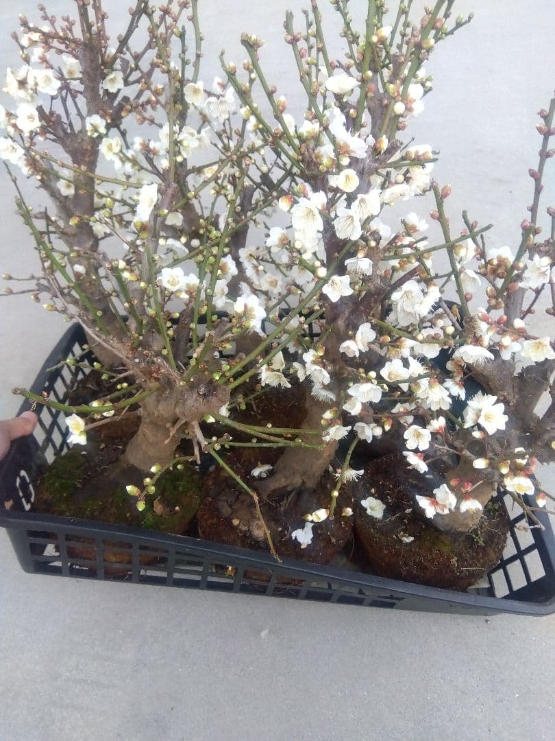 梅　盆栽　6株　新年破格セール❗　②