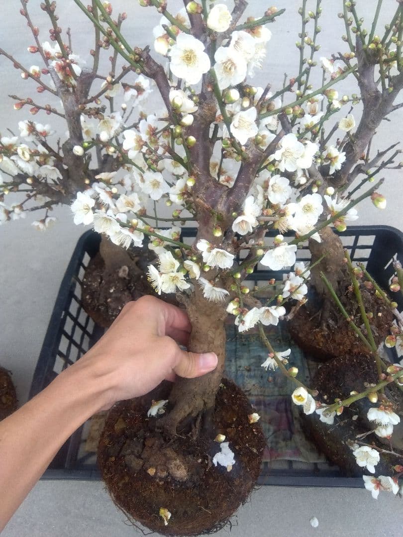 梅　盆栽　6株　新年破格セール❗　②
