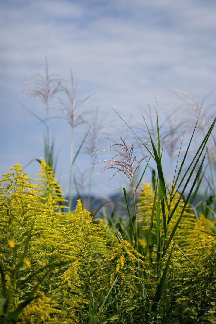 SIGMA 70mm F2.8 DG MACRO Eマウント【保護フィルター付】