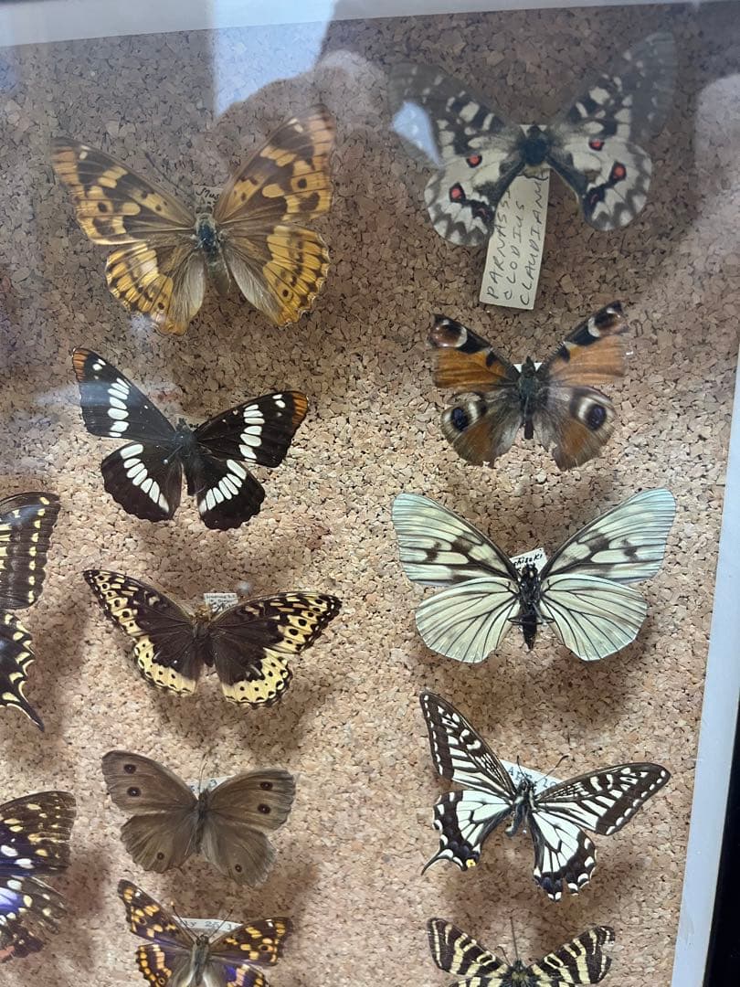 ドイツ空箱2点と蝶標本1点3セット 黒50x42x6cm蝶か30匹現状品のみ