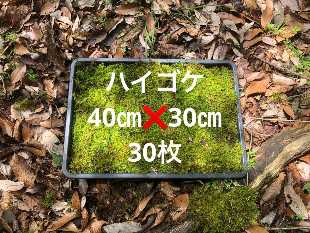 ハイゴケ　30枚 送料込み　40㎝✖︎30㎝