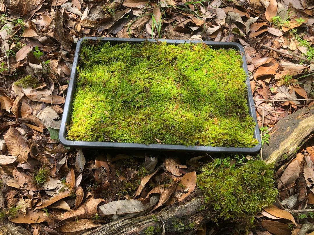 ハイゴケ　30枚 送料込み　40㎝✖︎30㎝