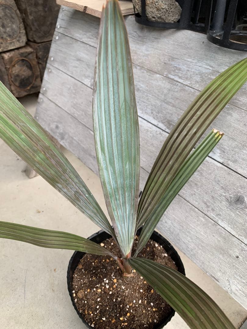 【安心の生産者仕入れ】ビスマルキアノビリス　シルバー　②