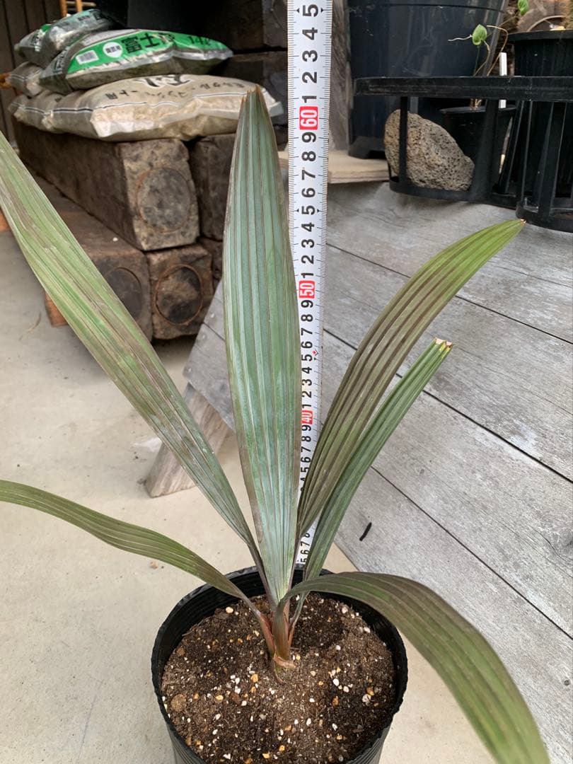 【安心の生産者仕入れ】ビスマルキアノビリス　シルバー　②