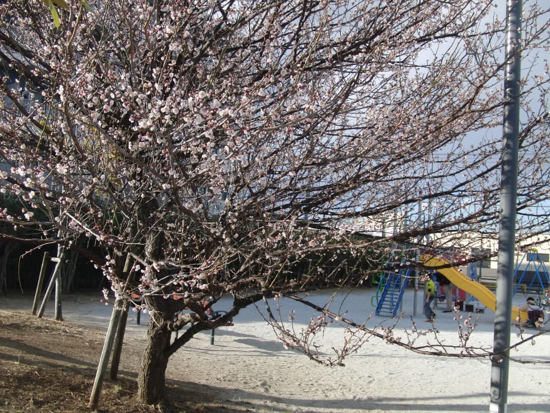 実写美⭕️【動作確認済】CASIO EXILIM EX-FC100 デジカメ