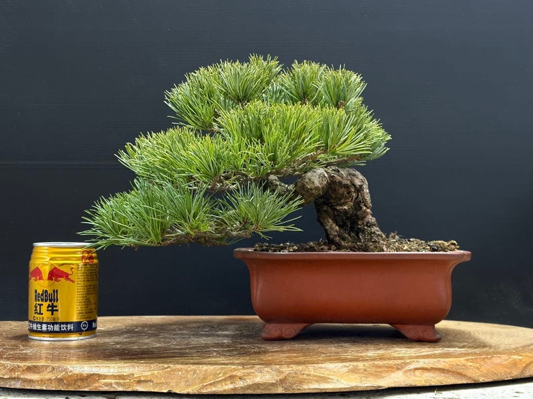 [盆栽]五葉松/貴風//黒松/赤松/真柏