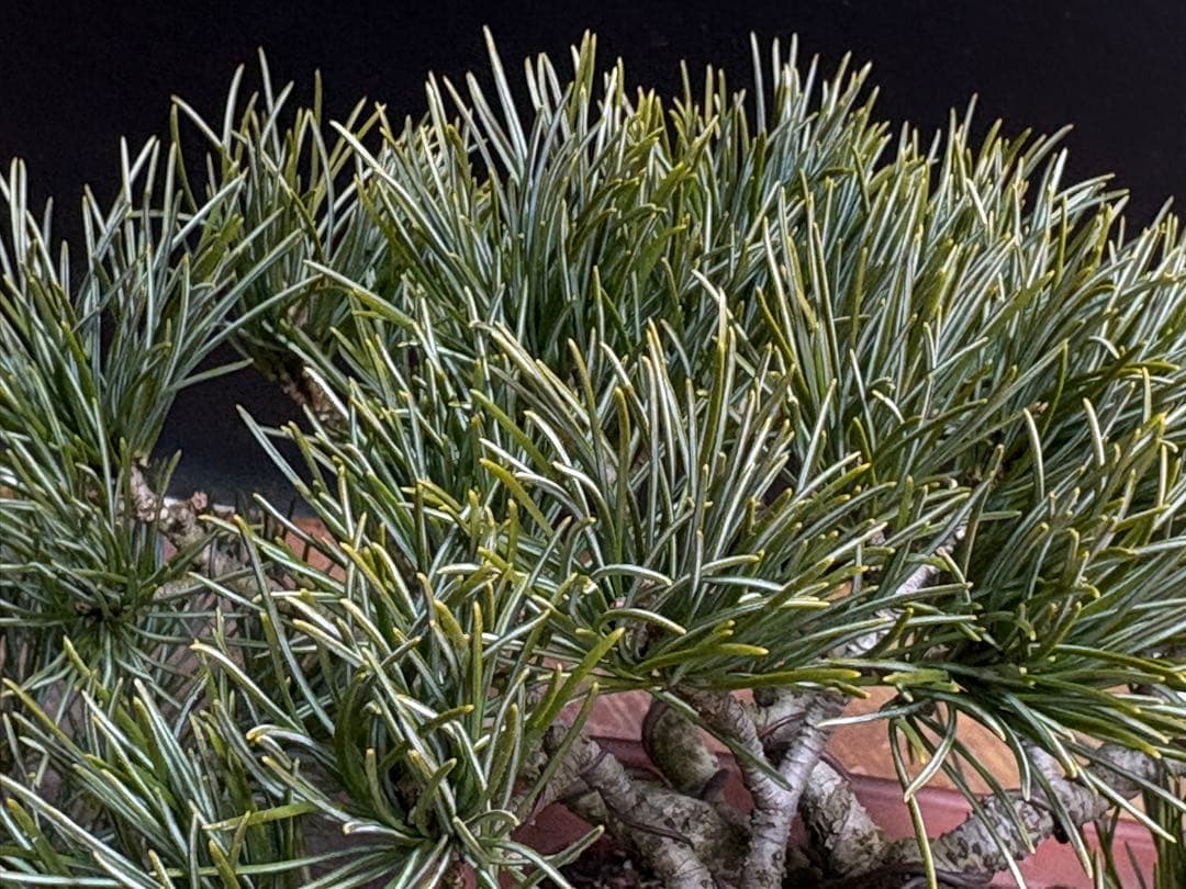 [盆栽]五葉松/貴風//黒松/赤松/真柏