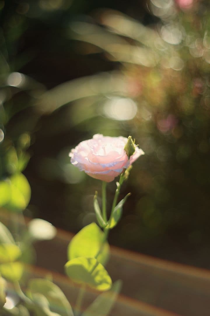 Super-Takumar 55mm F1.8 初期型 S/N：617312