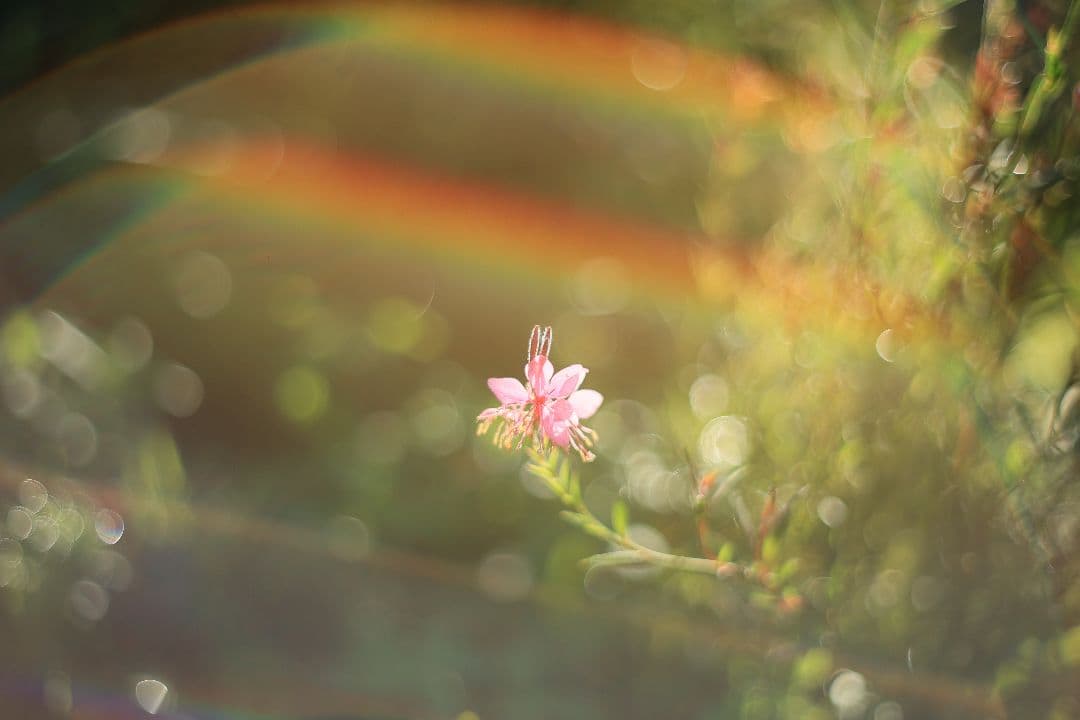 Super-Takumar 55mm F1.8 初期型 S/N：617312