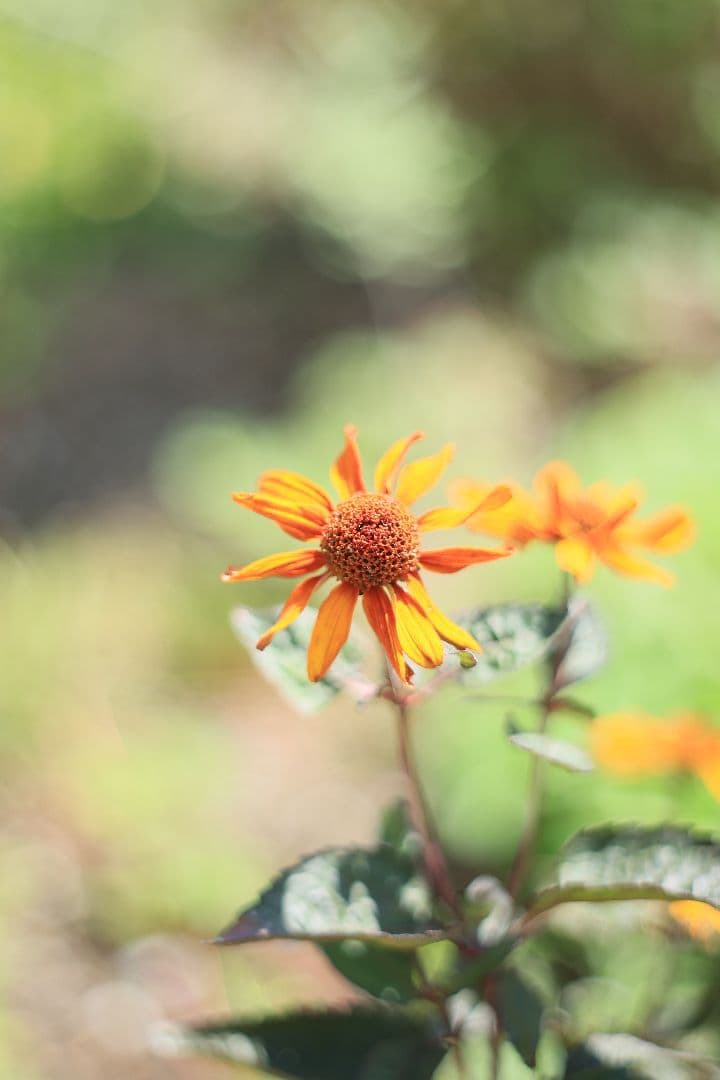 Super-Takumar 55mm F1.8 初期型 S/N：617312