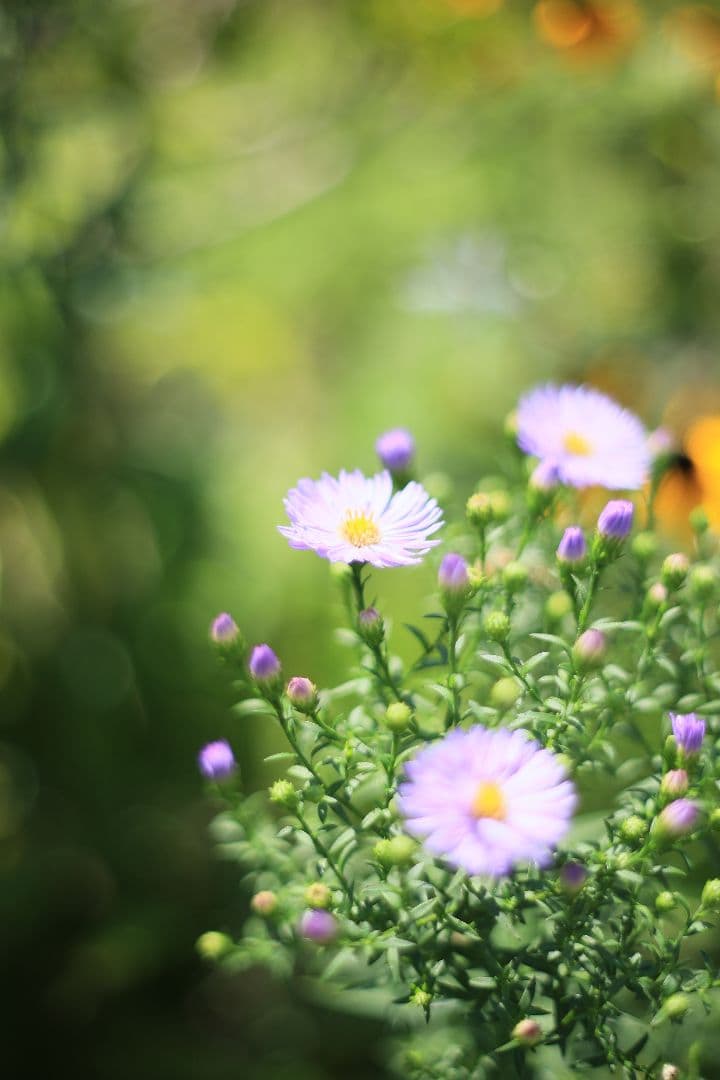 Super-Takumar 55mm F1.8 初期型 S/N：617312