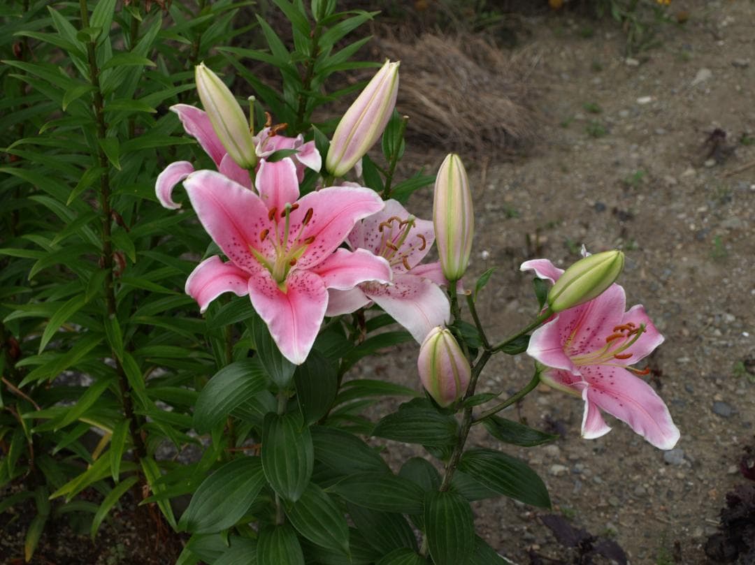 SIGMA APO 170-500mm f5-6.3 EF キャノン用 三脚座付