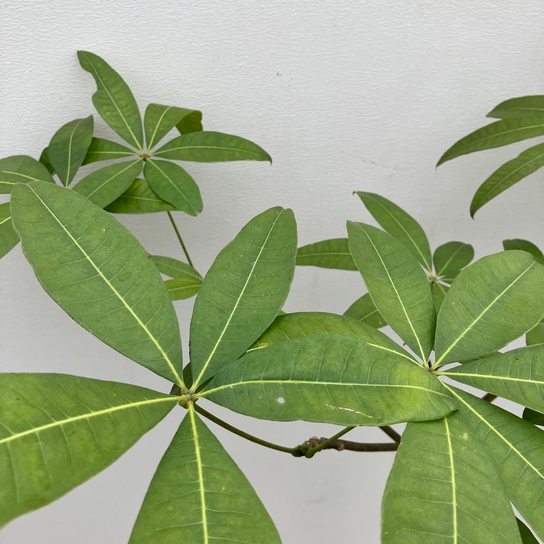 パキラ　パラソル仕立て