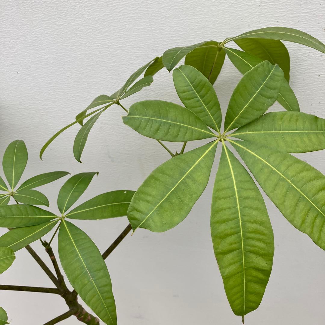 パキラ　パラソル仕立て