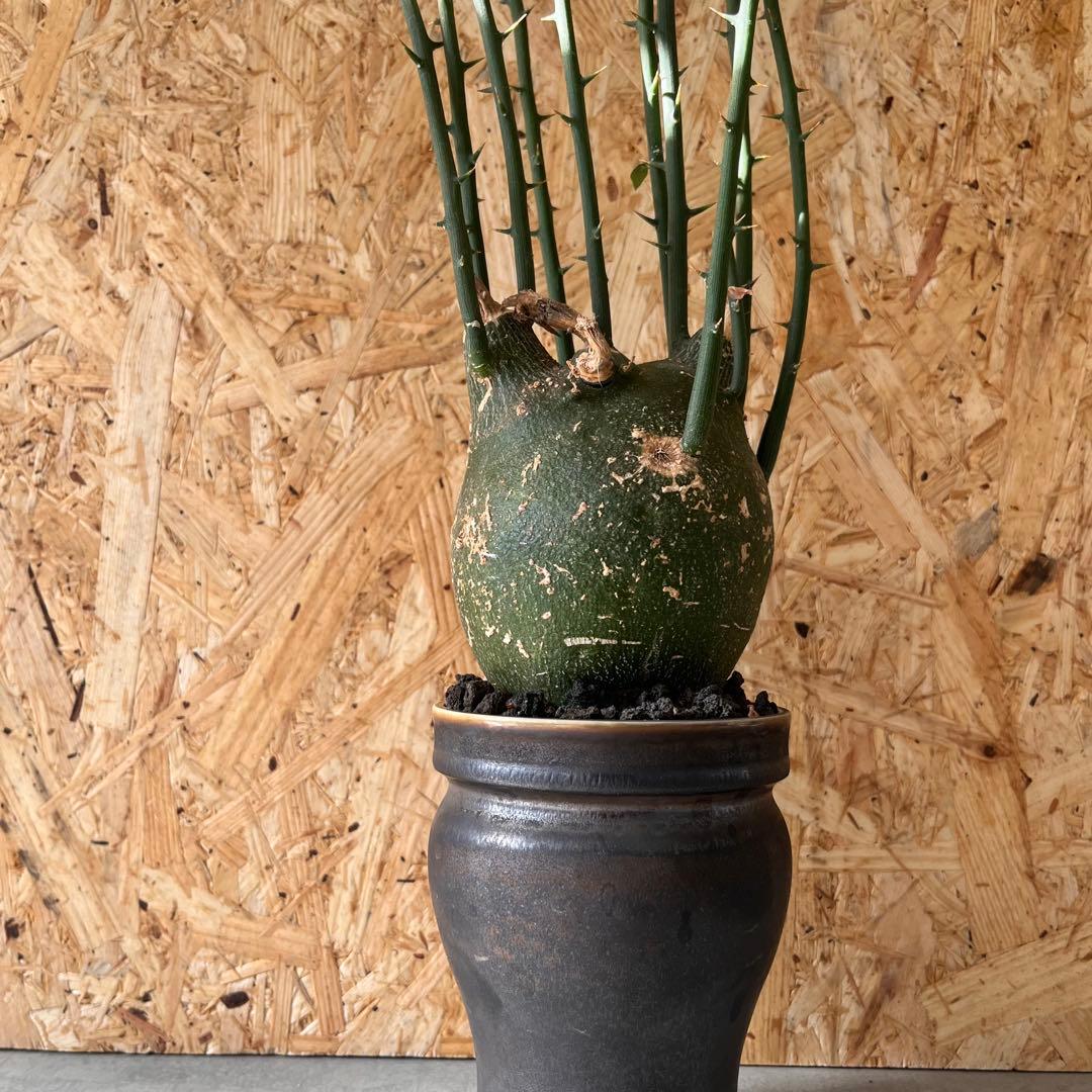 シ*ク様 現地球　アデニア　プセウドグロボーサ　Adenia pseudoglo