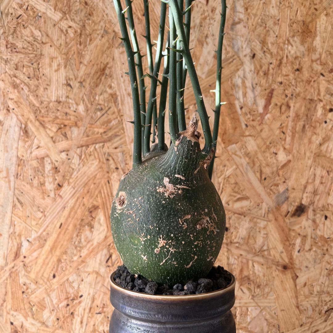 シ*ク様 現地球　アデニア　プセウドグロボーサ　Adenia pseudoglo