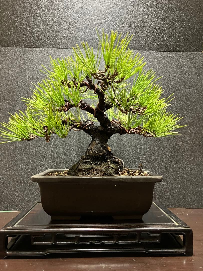日曜日限定特別価格‼️早いもの勝ち黒松盆栽 約30センチ