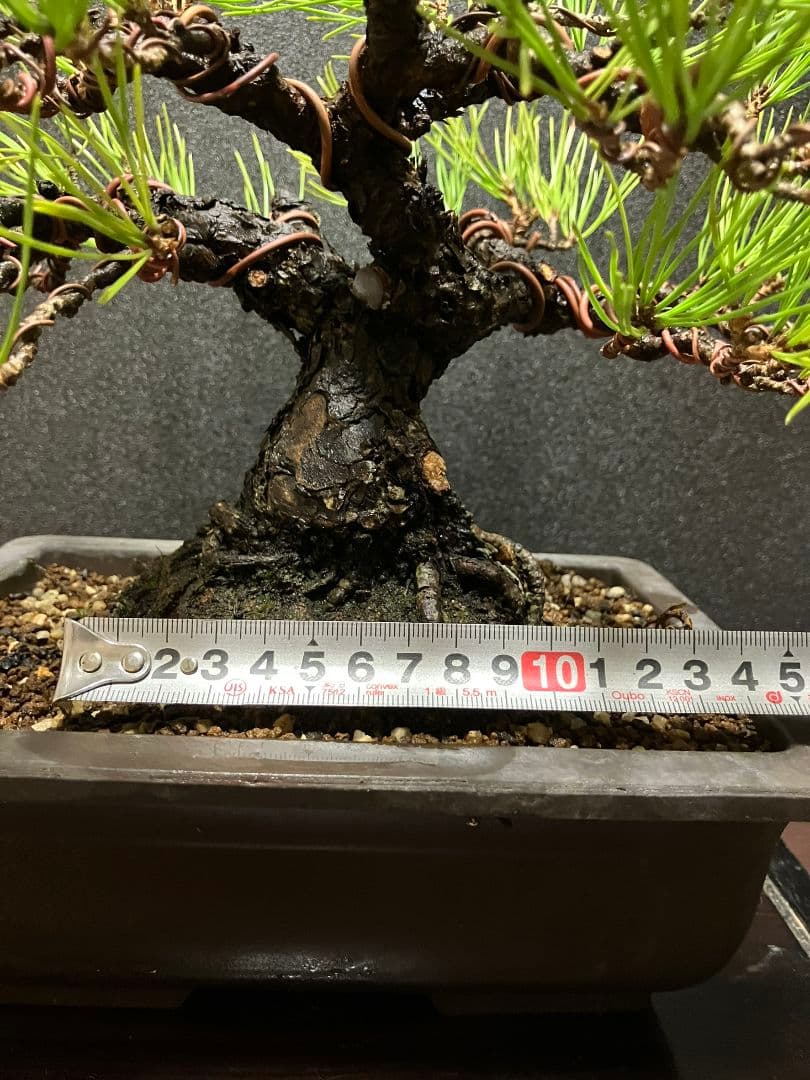 日曜日限定特別価格‼️早いもの勝ち黒松盆栽 約30センチ