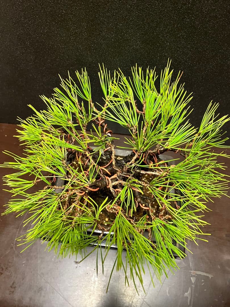 日曜日限定特別価格‼️早いもの勝ち黒松盆栽 約30センチ