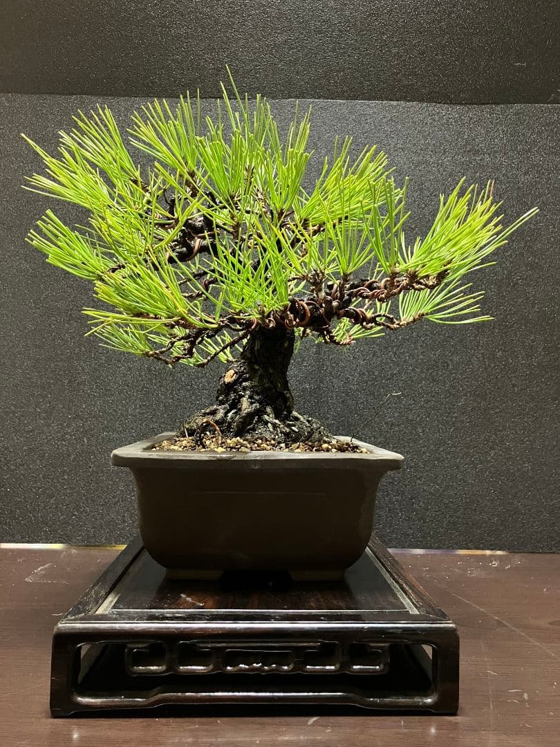 日曜日限定特別価格‼️早いもの勝ち黒松盆栽 約30センチ