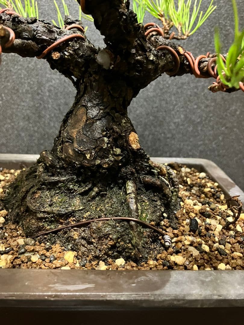 日曜日限定特別価格‼️早いもの勝ち黒松盆栽 約30センチ