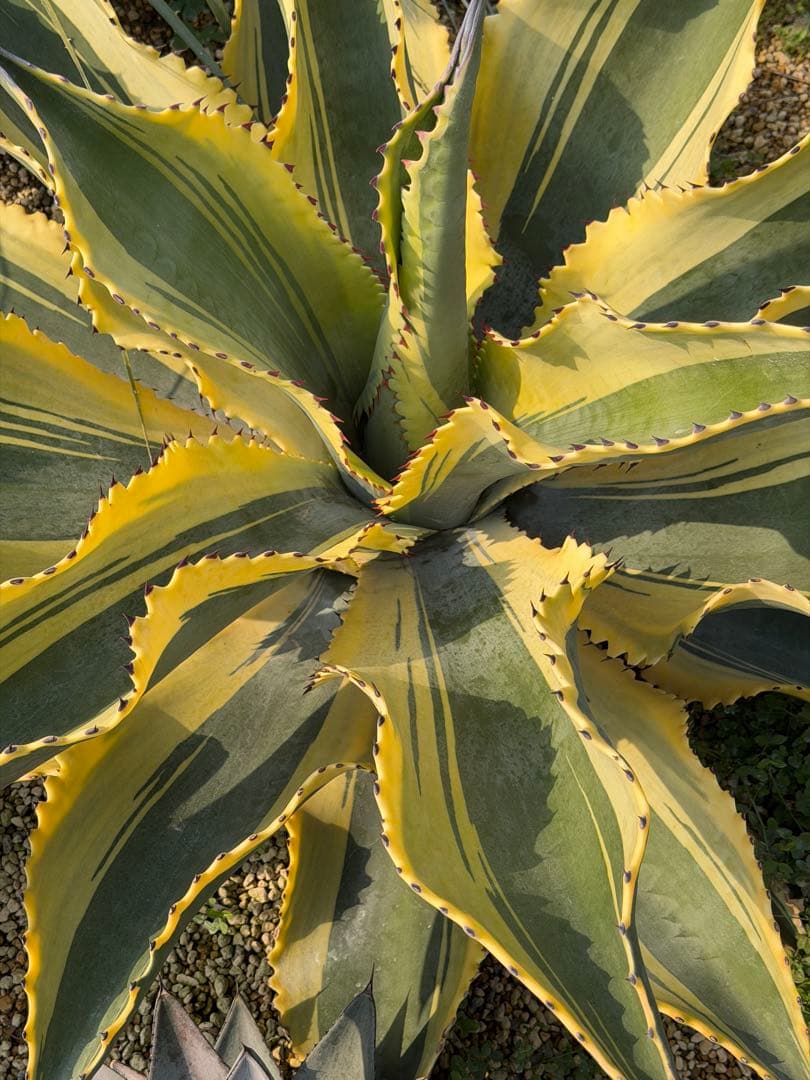 アガベ サルミアナ　リップルエフェクト