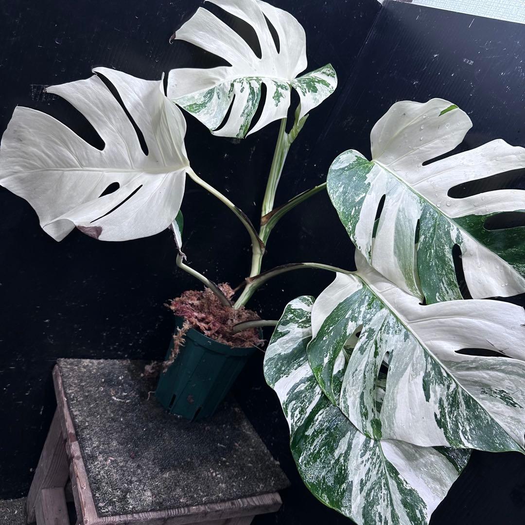 な*け様 斑入りモンステラ ホワイトタイガー極美大株54cm白斑多