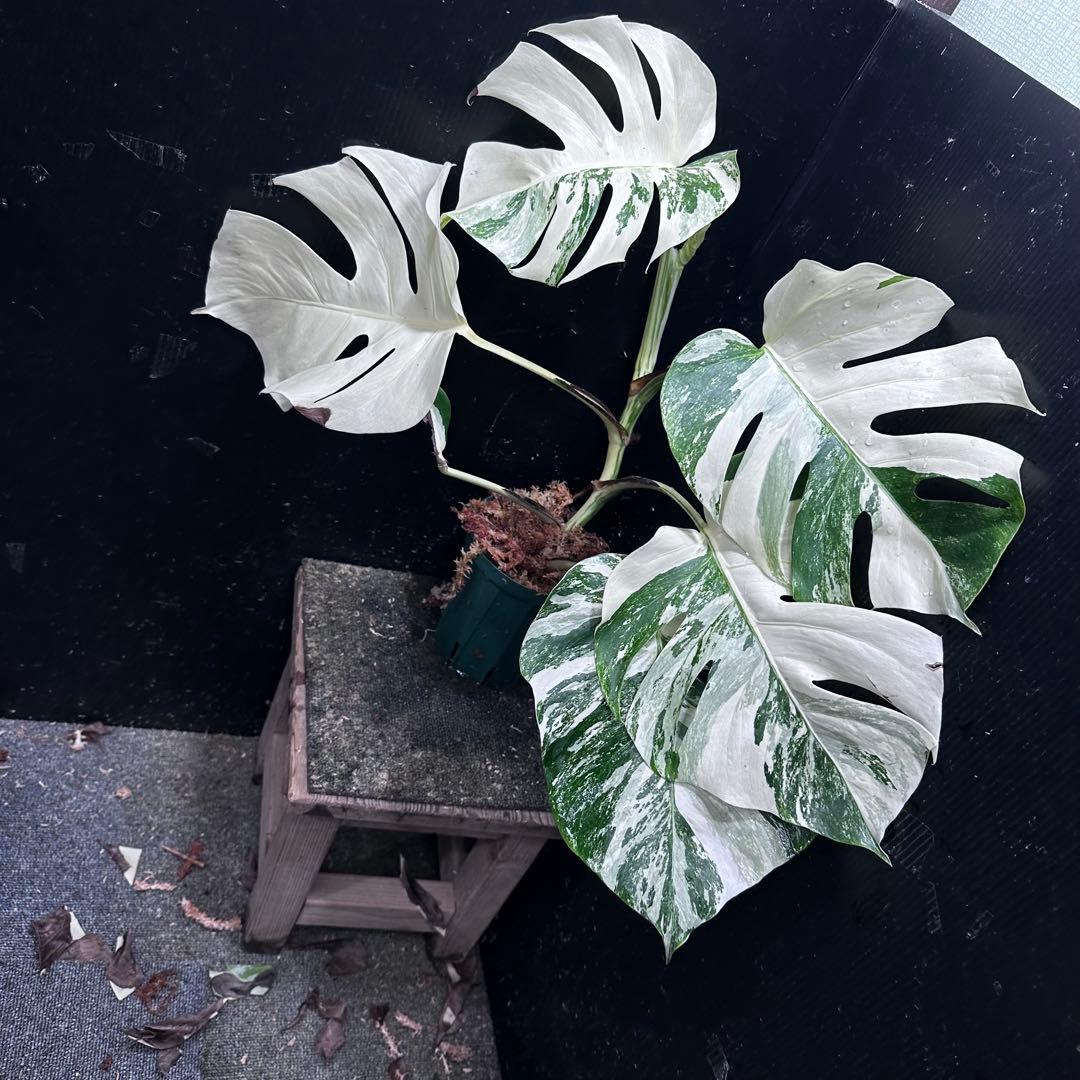 な*け様 斑入りモンステラ ホワイトタイガー極美大株54cm白斑多