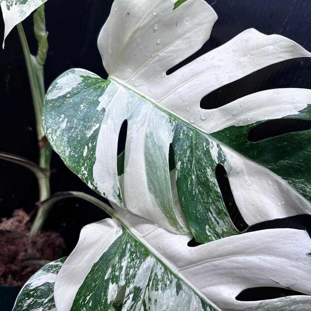 な*け様 斑入りモンステラ ホワイトタイガー極美大株54cm白斑多