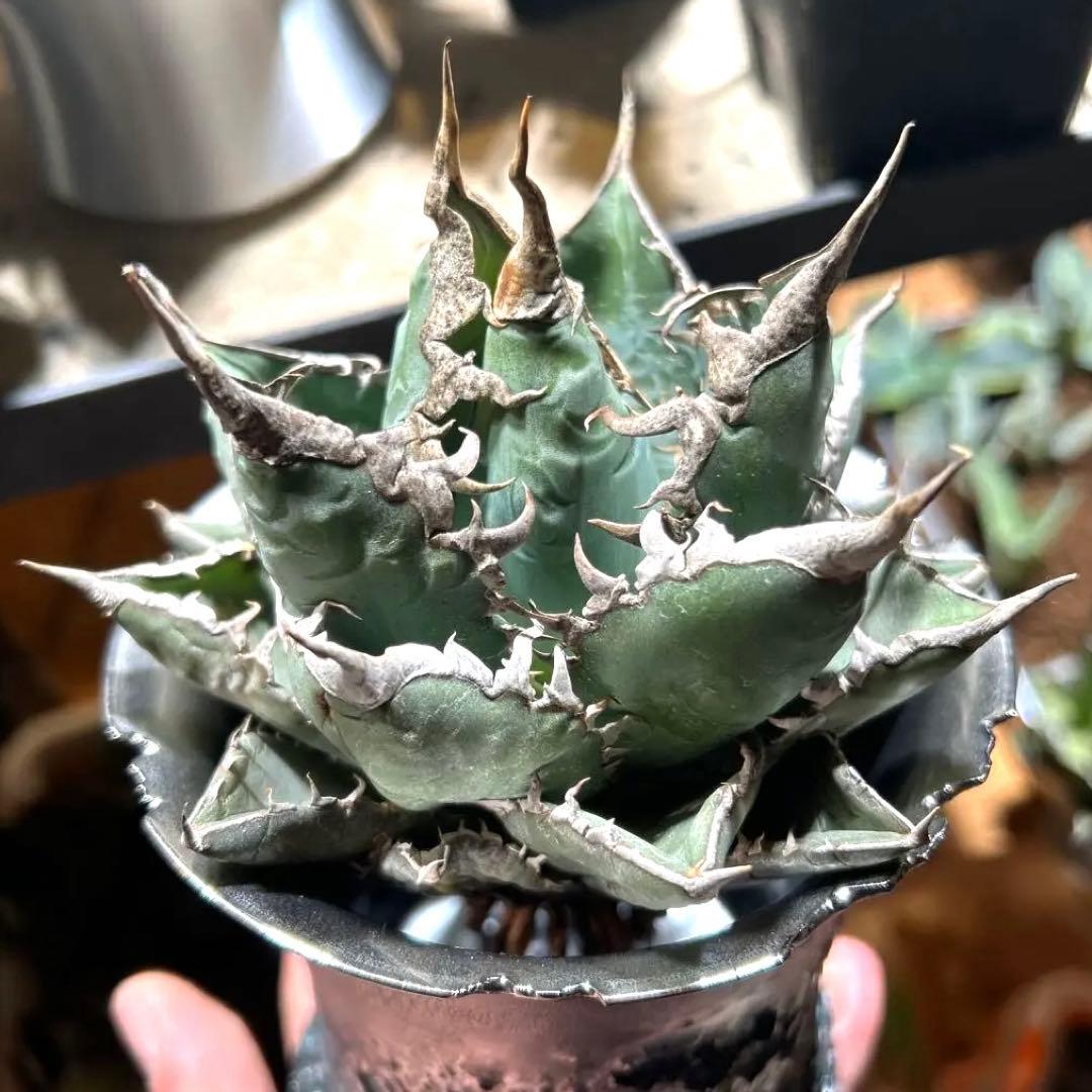 アガベ　海王　［烈海王］極上美株　コレクション株　陽炎　特価　プレステラ発送